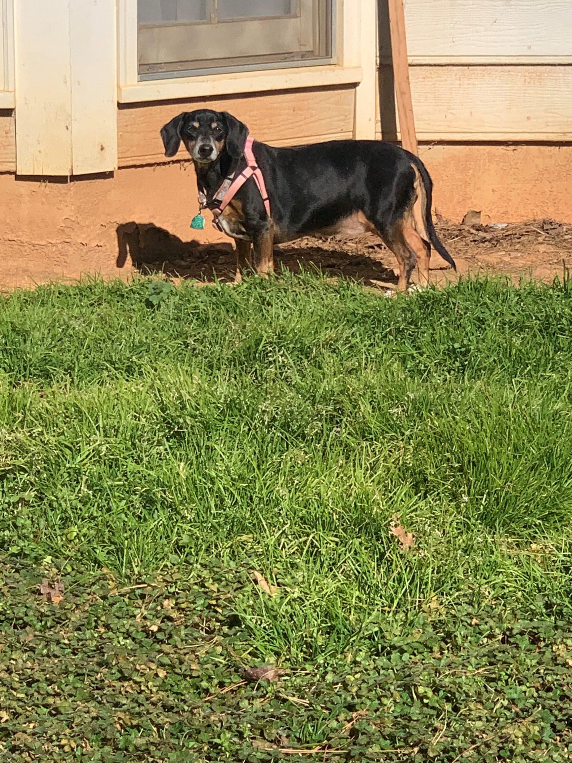 Sophie Tennessee Dachshund Rescue