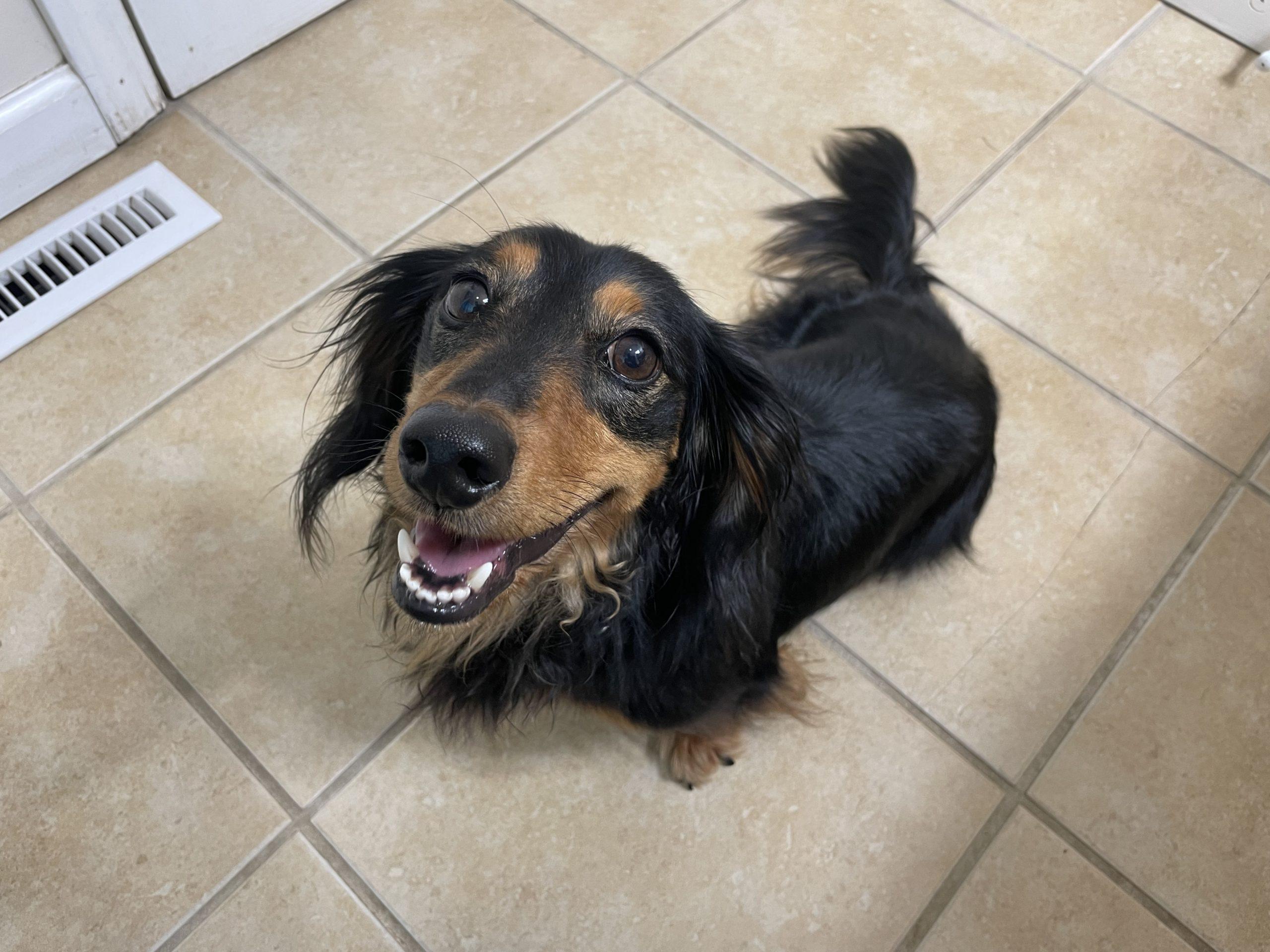 Hunter Tennessee Dachshund Rescue