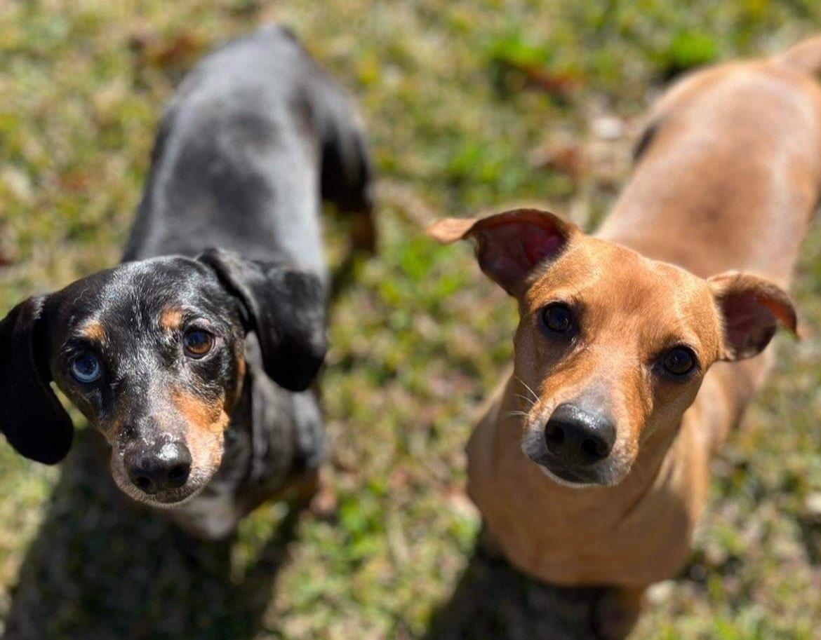 Stella and Oliver Tennessee Dachshund Rescue