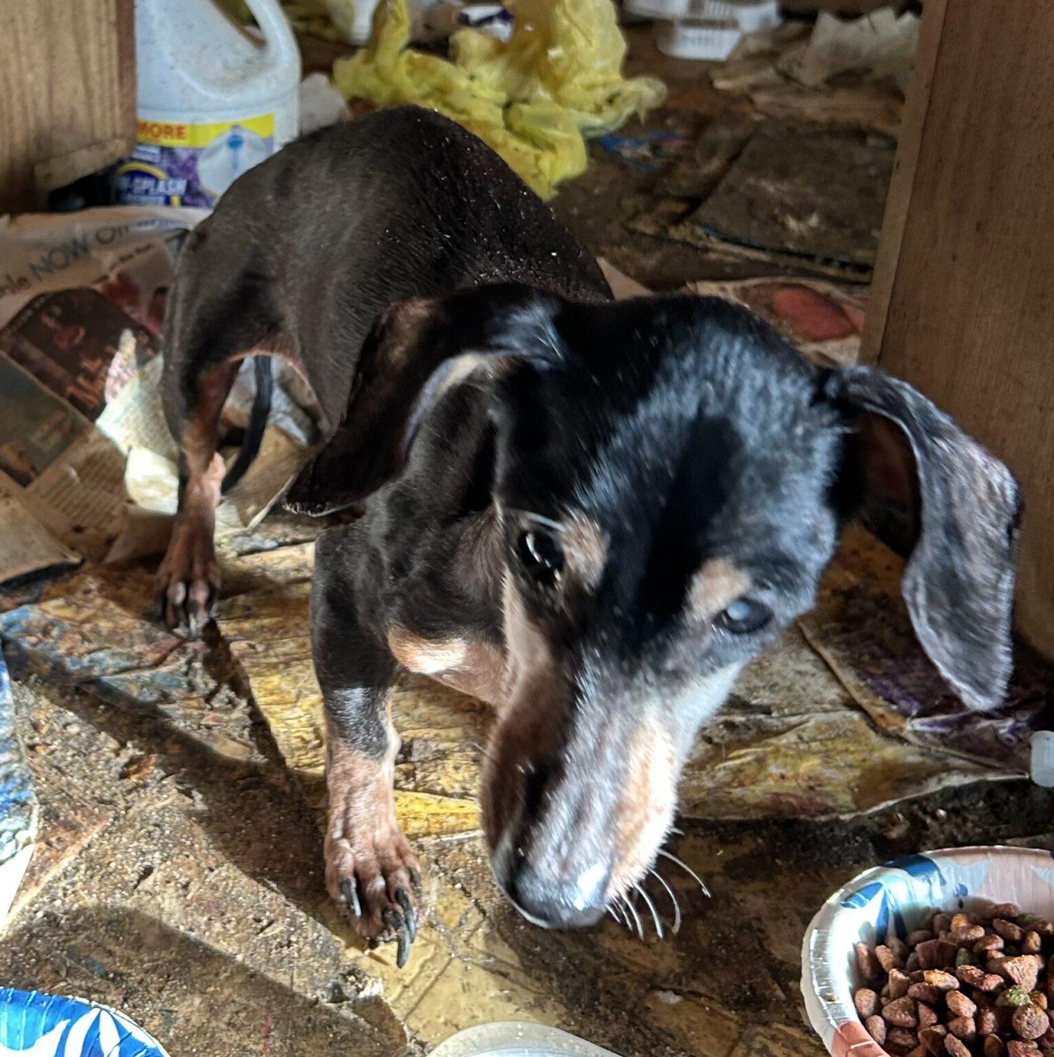Icw/Doxie Rescue Ohio.Html - t24pnid