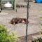 Rosco