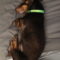 Rosco