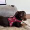 Rosco